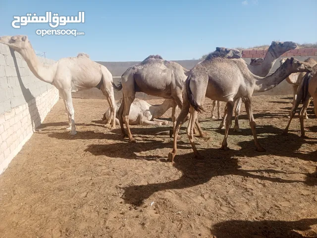 جمال و فروخ جمال و قعدان 180 راس