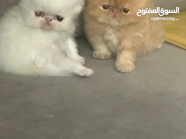 جوج مشيشات برسن ذكر وانتى