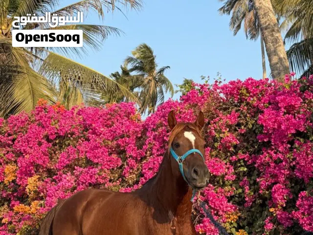 خيل عربي اصيل - صلاله