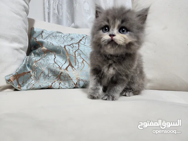 1 month old Persian cat poty trained
