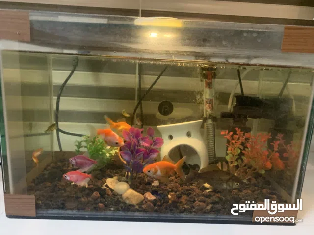 حوض اسماك زينة مع كامل معداته بسعر مغري