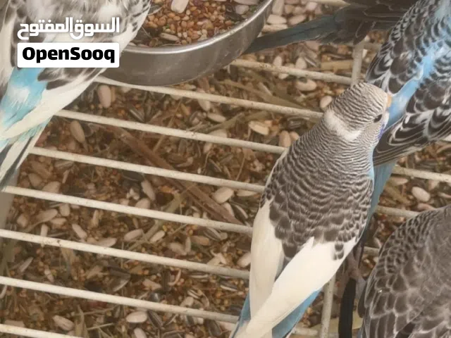 عصافير بادجي للبيع شوف الوصف الزوج ب85