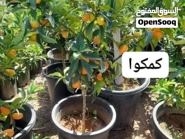 من مؤسسه الحدائق البخيت يوجد لدينا جميع انواع الحمضيات والزيتون جميع الاصناف