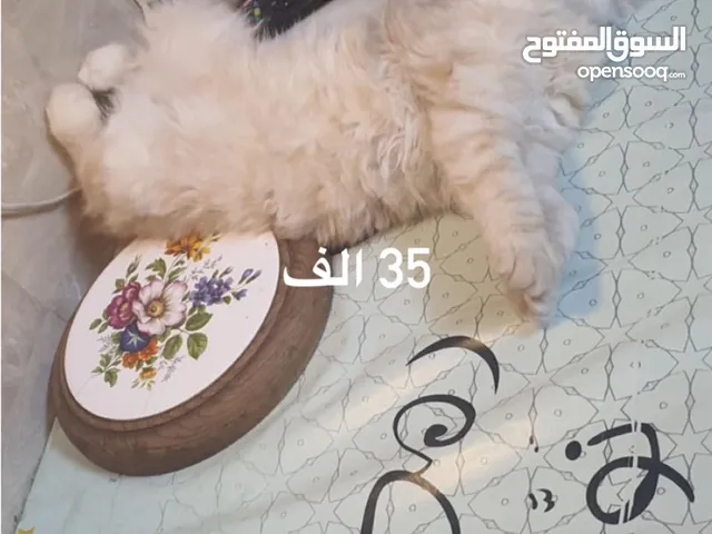 قط انثى سكوتش اذان مطويه للبيع