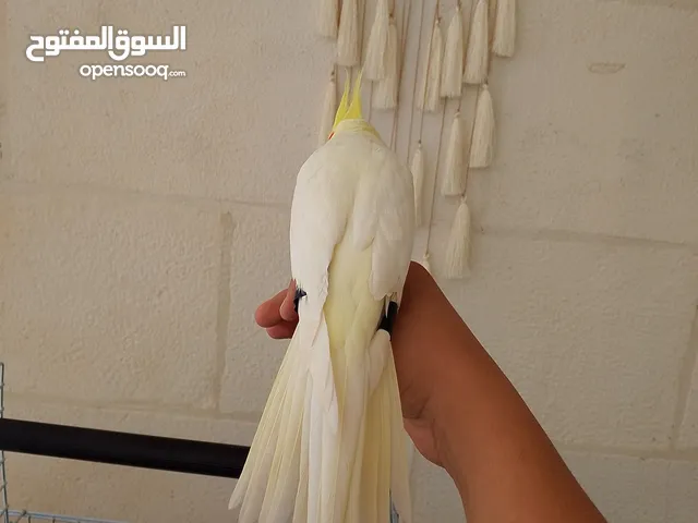 ببغاء كوكتيل صحه ونشاط وجمال وحيويه