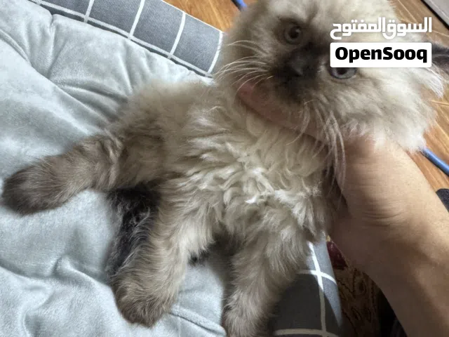 لللبيع عمرها شهرين