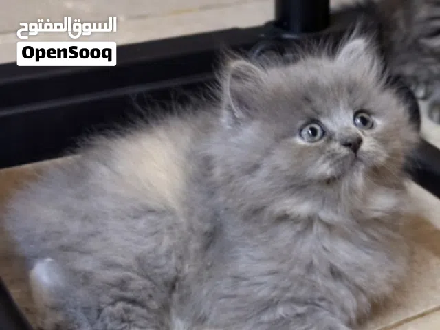 3 قطط إناث شيرازي أنجورا تركي ، شعر كثيف جدا ( غير تقليدي) نفس الاب والام، عمر( شهرين و 20 يوم)