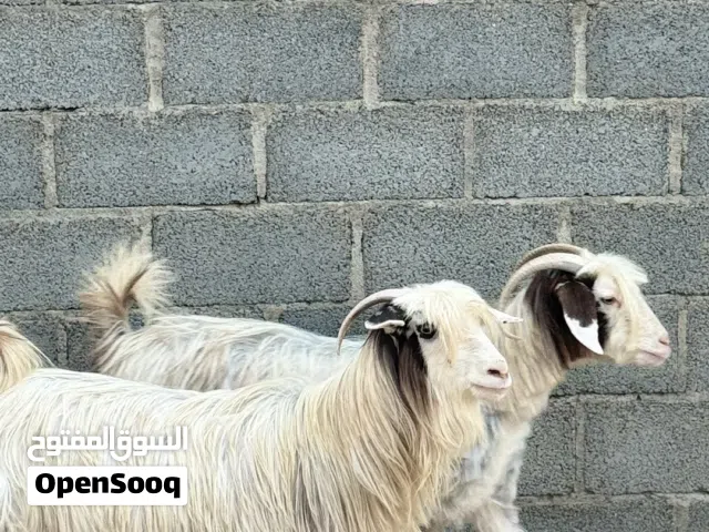 حلال رحوب اصل