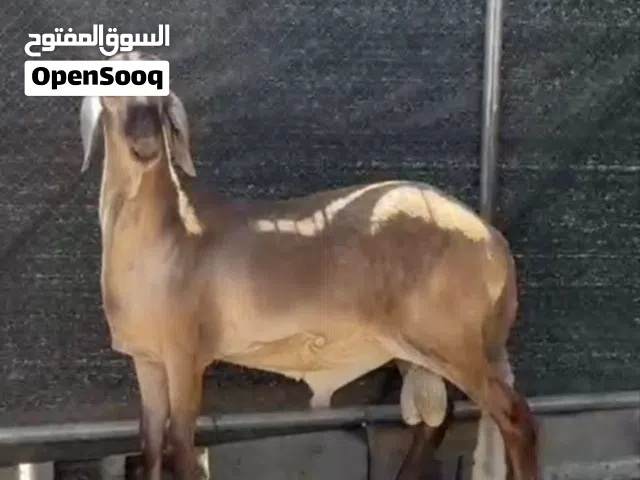 مجرد ناشر ما شاء الله حلال طيب والحق يقال والجاد يتواصل وان شاء الله ما نقصر معه