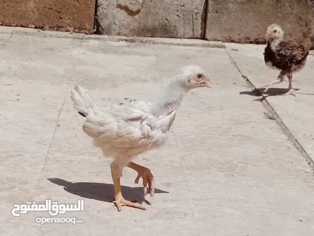 صيصان عمر شهر وشوي نخب وفي منهم باكستناني
