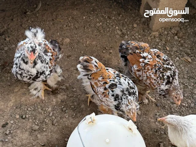 دجاج براهما خوارج بيور