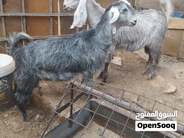 ما شاء الله تبارك الرحمن