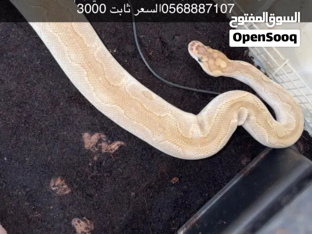 Lesser clown female ball python