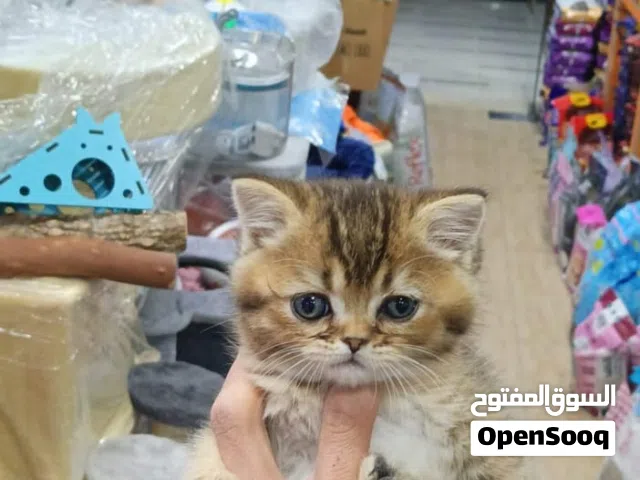 قط سكوتش ستريت ذكر