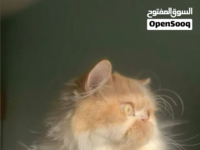قط persian للبيع