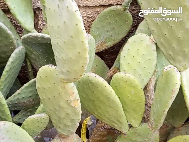 شتل صبر بدينارين