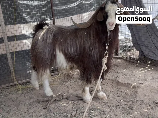 للبيع ذبايح