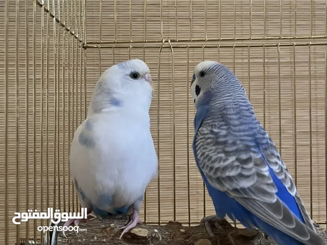 Lovebird Pair 4 and 2 years old Blue and White للبيع زوج بادجي مع القفص �