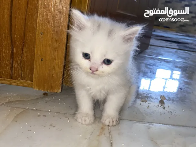 قطط عدد اثنين عمر شهرين واحد ابيض والثاني باندا