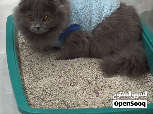 قطو ذكر عمر 6 اشهر مخلوط سكوتج و شيرازي