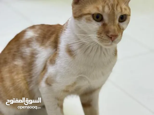 Selling for male cat