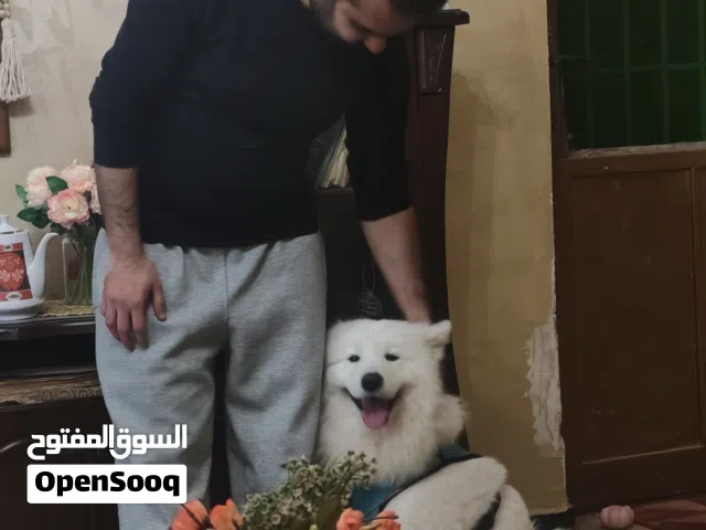 بسبب عدم التفرغ وضغط العمل، مع الأسف تم اتخاذ قرار بيع الكلب لشخص مهتم ويقدر العناية بالحيوانات