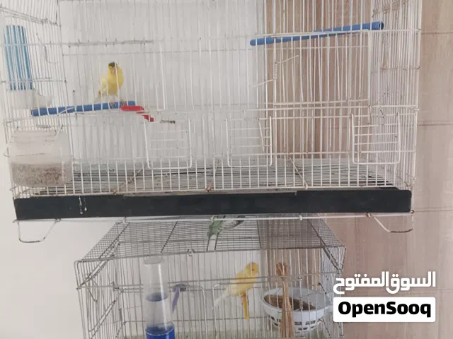 لبيع عصافير كناري