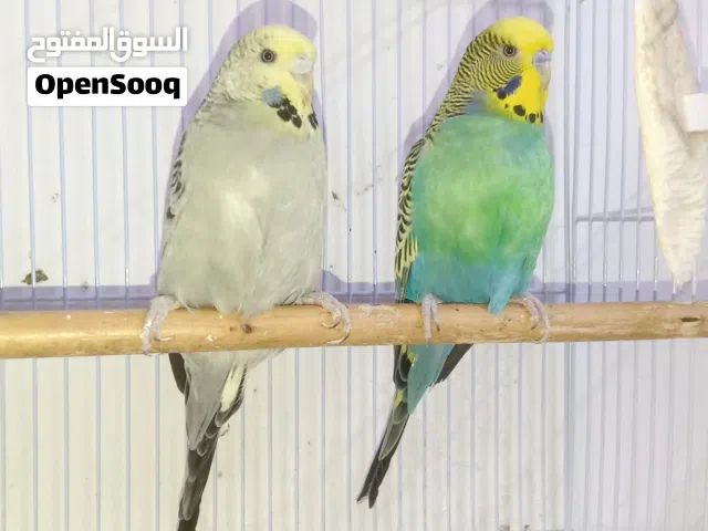 زوج بادجي هولندي دم انجليزي منتج مع فروخ