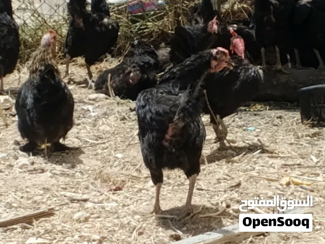 جاج بلدي للبيع