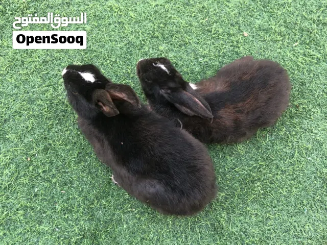 للبيع ارنب عماني