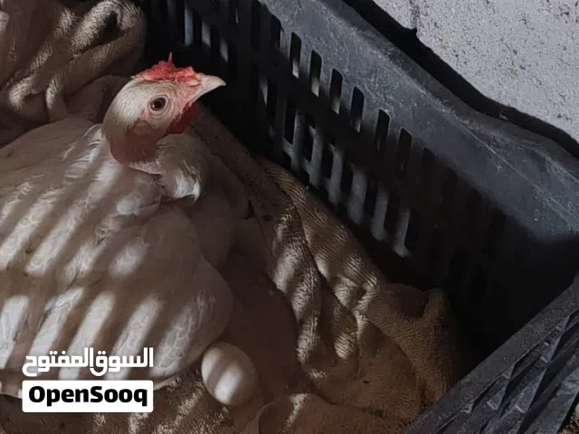 دجاجة كاركة