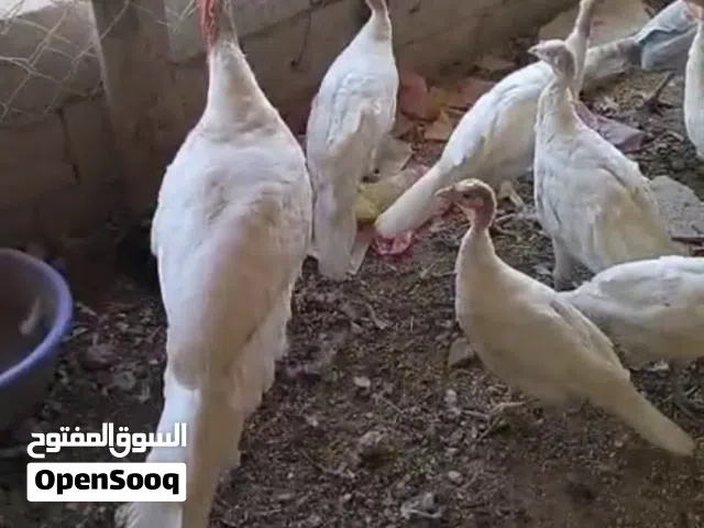 حبش فرنسي عدد 12