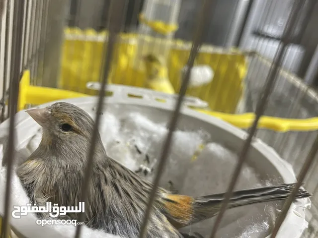 3 جوار كنار منتجات
