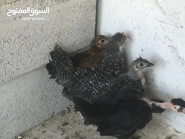 فرخات دجاج عمر شهرين