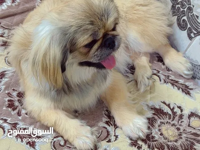 كلبه نوع بكنز