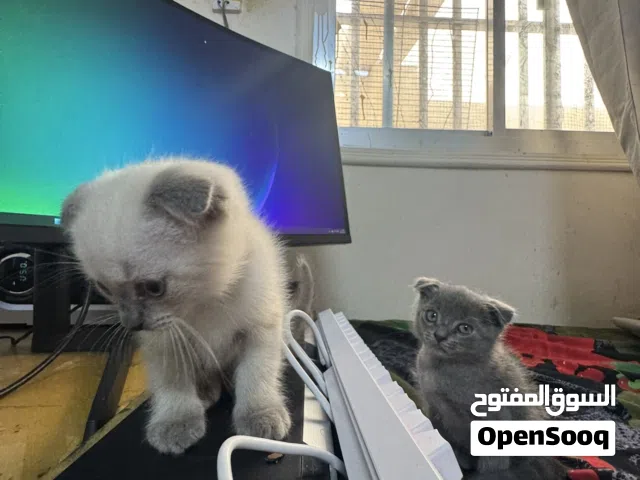 Rare Kittens