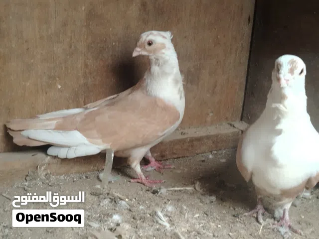 ارافل البصفر