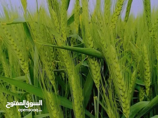 حب بر عماني من مزارع العويجاء بولاية منح
