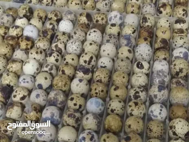 بيض فري سوبر جامبو مخصب