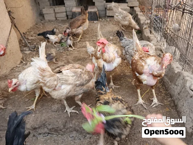 دجاج عدد10ثلاث ديوج ماع 7دجاجات بيهن 5امهاتارگيبهالزوج
