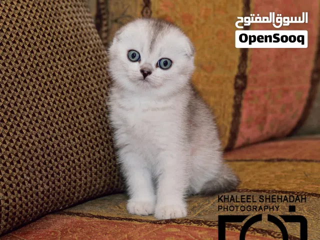 قطط سكوتش فولد شورت هير وقطط بريتش شورت هير   Fold Shorth & Scottish Fold Shorthair  مستوى عالي
