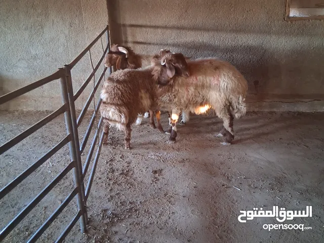 خرفان بلدي نذر او عقيقه للبيع وزن من 47 ل 50