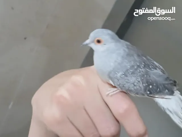 صفور يمامه اليف ما يعض ولا صوت العمر 8 اشهر تقريبا