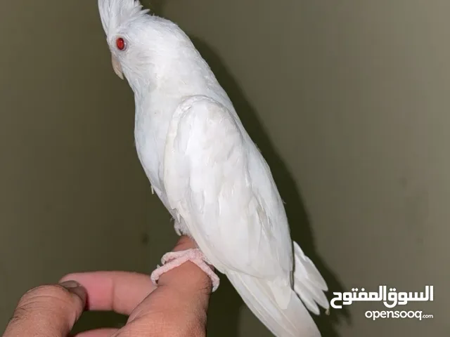 للبيع فرخ كوكتيل البينو عيون حمراء