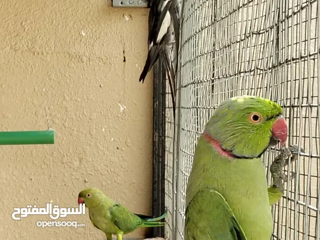 درارم انثى للبيع او بدل زوج متوه ب45 ذكر اليف ويحتاج اهتمام