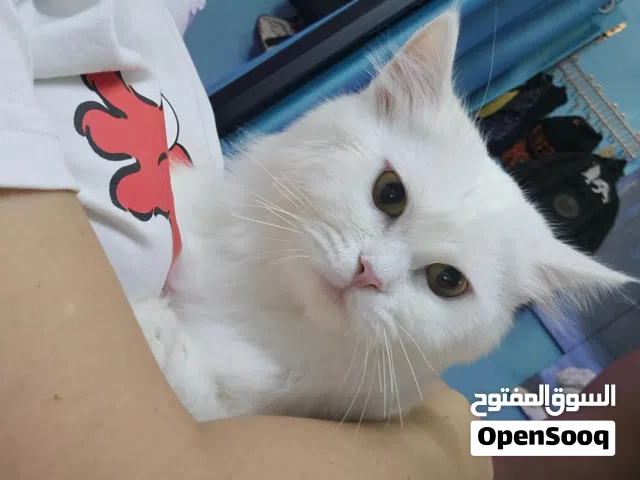 For adoption
