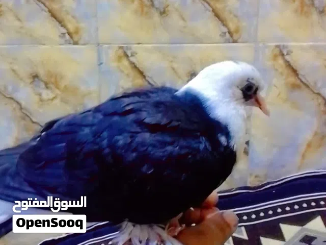 متاح فرخ ربة.
