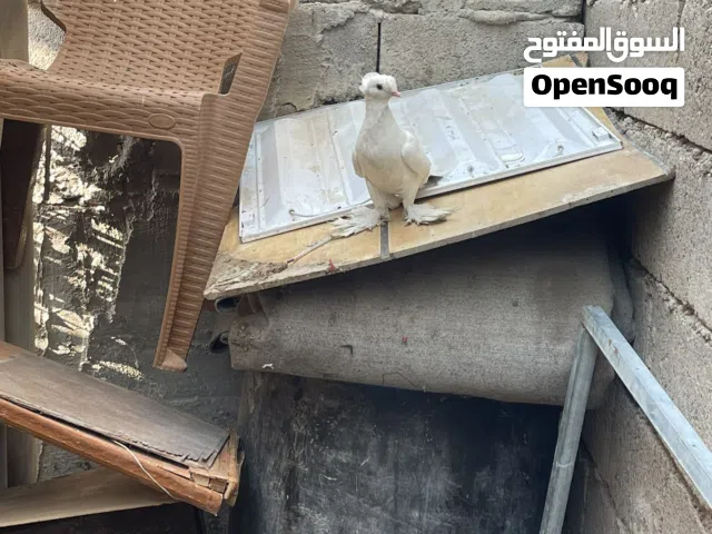 مطلوب تك طيره دمكش