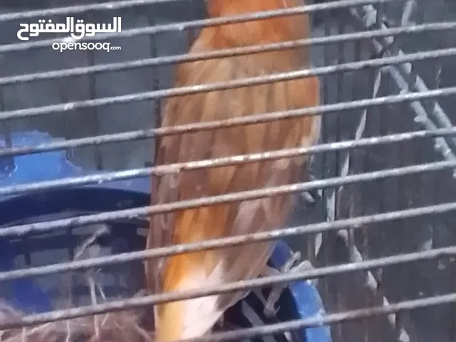 كنارات جوزين كرازيات المشمشيات بهذا اللون للبيع بدون قفص