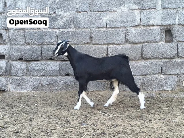 ذبايح الدار للبيع